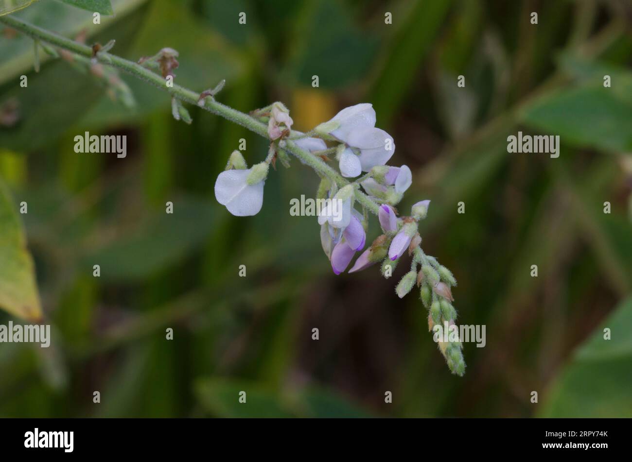 Ticktrefoil, Desmodium sp. Foto Stock