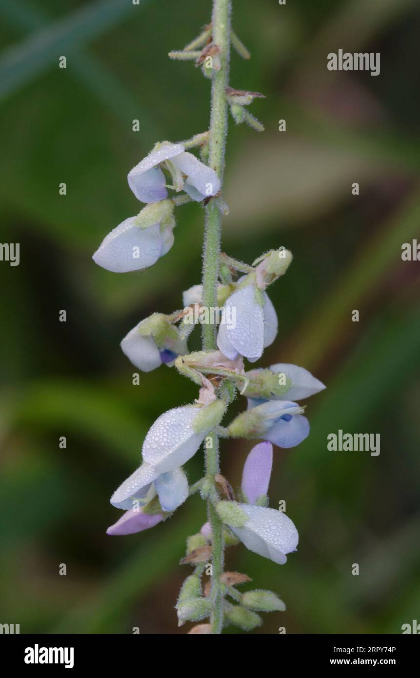 Ticktrefoil, Desmodium sp. Foto Stock