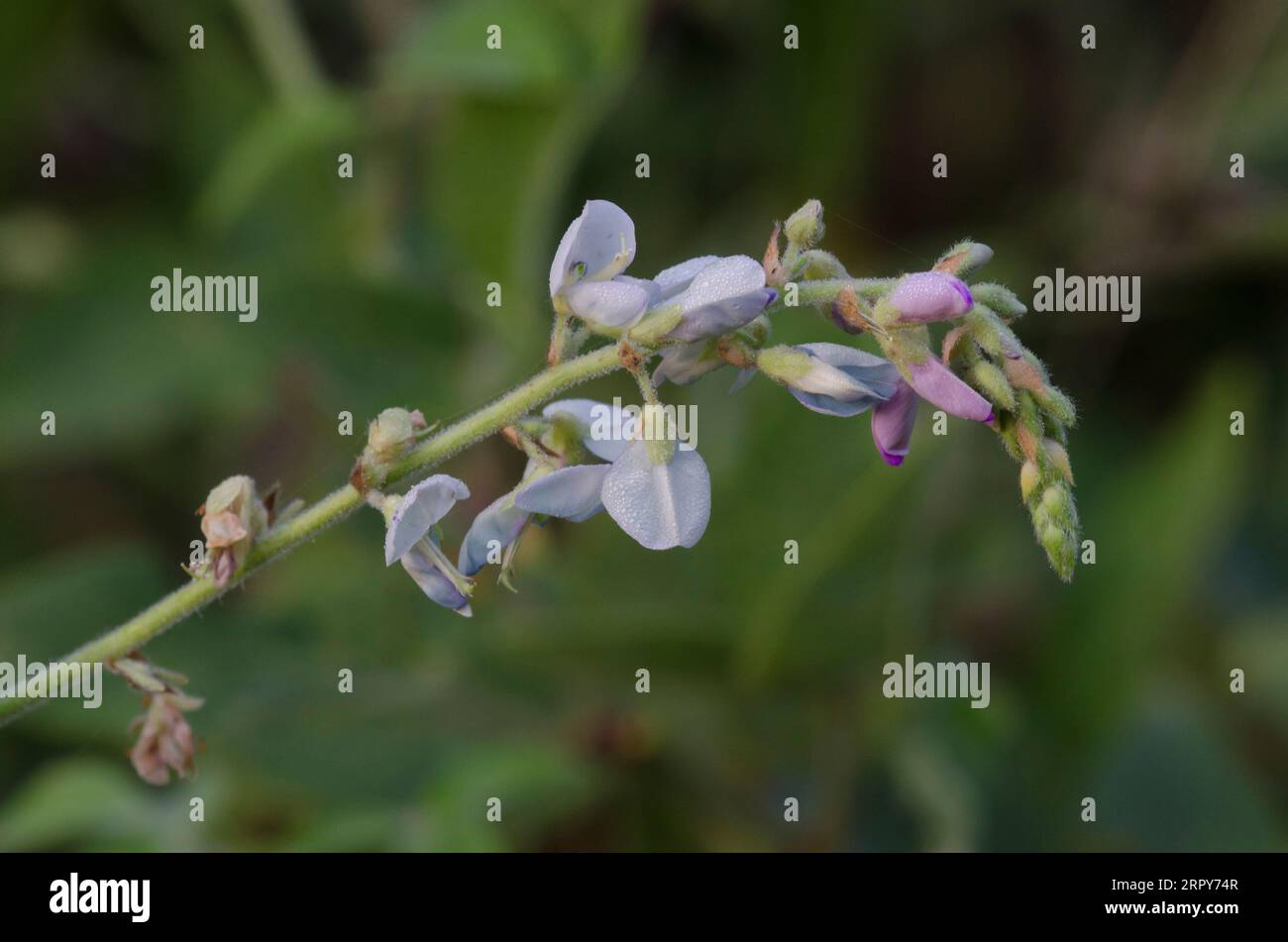 Ticktrefoil, Desmodium sp. Foto Stock