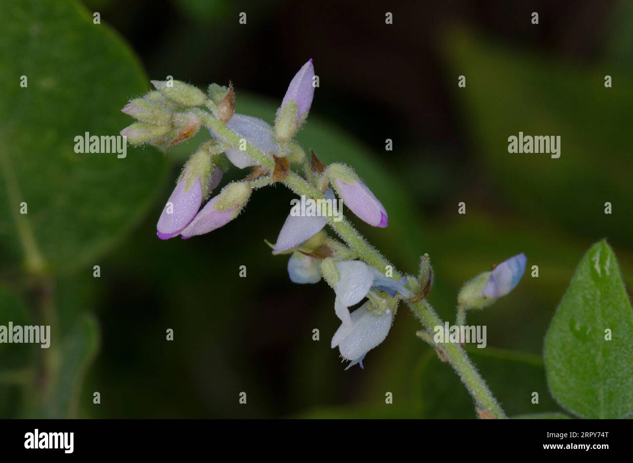 Ticktrefoil, Desmodium sp. Foto Stock