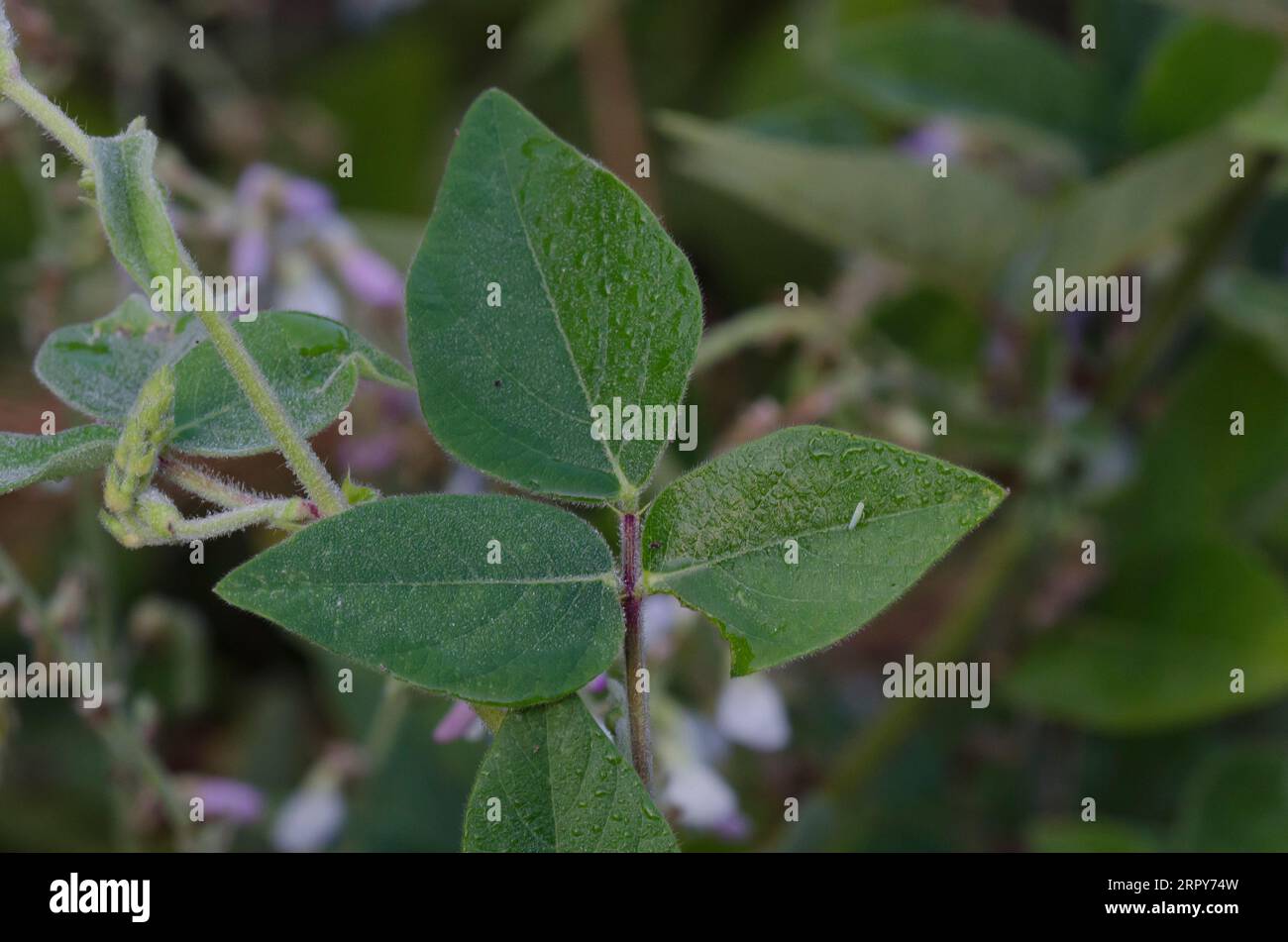 Ticktrefoil, Desmodium sp., foglie Foto Stock