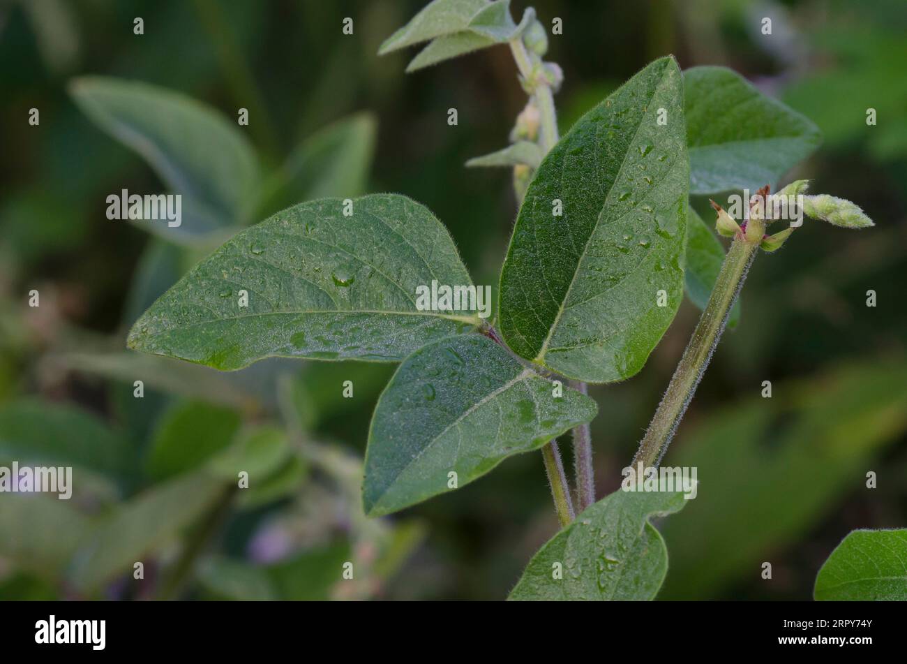Ticktrefoil, Desmodium sp., foglie Foto Stock