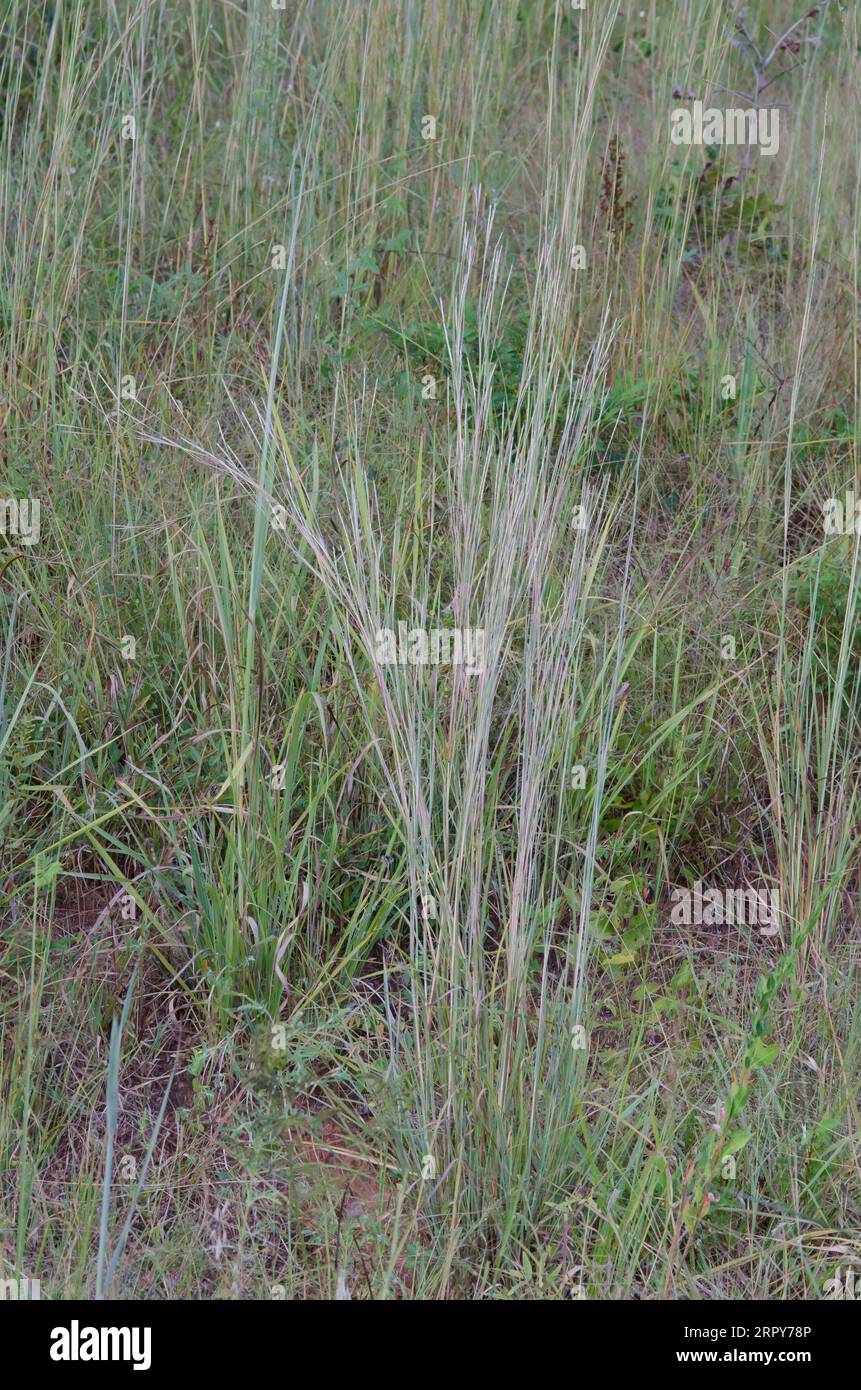 Piccolo Bluestem, Schizachyrium scoparium Foto Stock