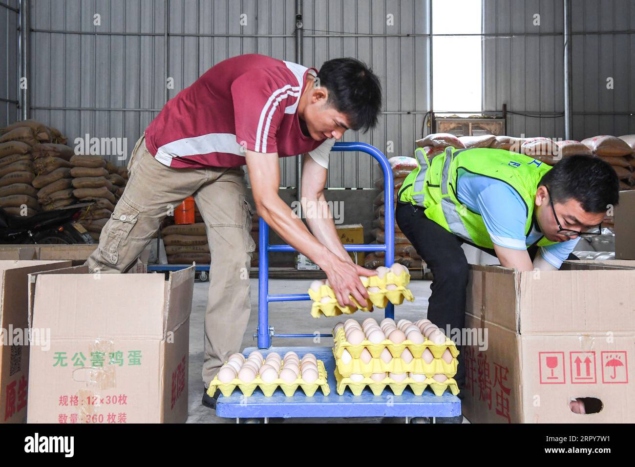200619 -- WUXUAN, 19 giugno 2020 -- Qin Yongling L avvolge le uova di gallina in cartoni nella sua fattoria nel villaggio Renyuan di Jinji Township nella contea di Wuxuan, nella regione autonoma Guangxi Zhuang della Cina meridionale, 18 giugno 2020. Qin Yongling, un villaggio di 39 anni della contea di Wuxuan, lavorò con sua moglie nella città di Liuzhou, Guangxi per sette anni. Dovettero tornare nella città natale nel 2015, dato che Qin soffriva gravemente di ernia del disco lombare e non fu in grado di svolgere lavori manuali. La sua famiglia è stata inserita nella lista di povertà del governo a causa di malattie, bambini che crescevano e alloggi non sicuri. Con il miglioramento delle sue condizioni di salute Foto Stock