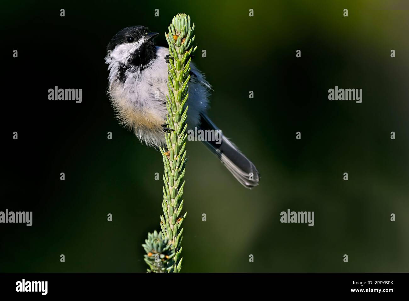 Un uccello Chickadee con il cappuccio nero, "Poecile atricapillus", che cerca insetti sulla cima di un abete rosso Foto Stock