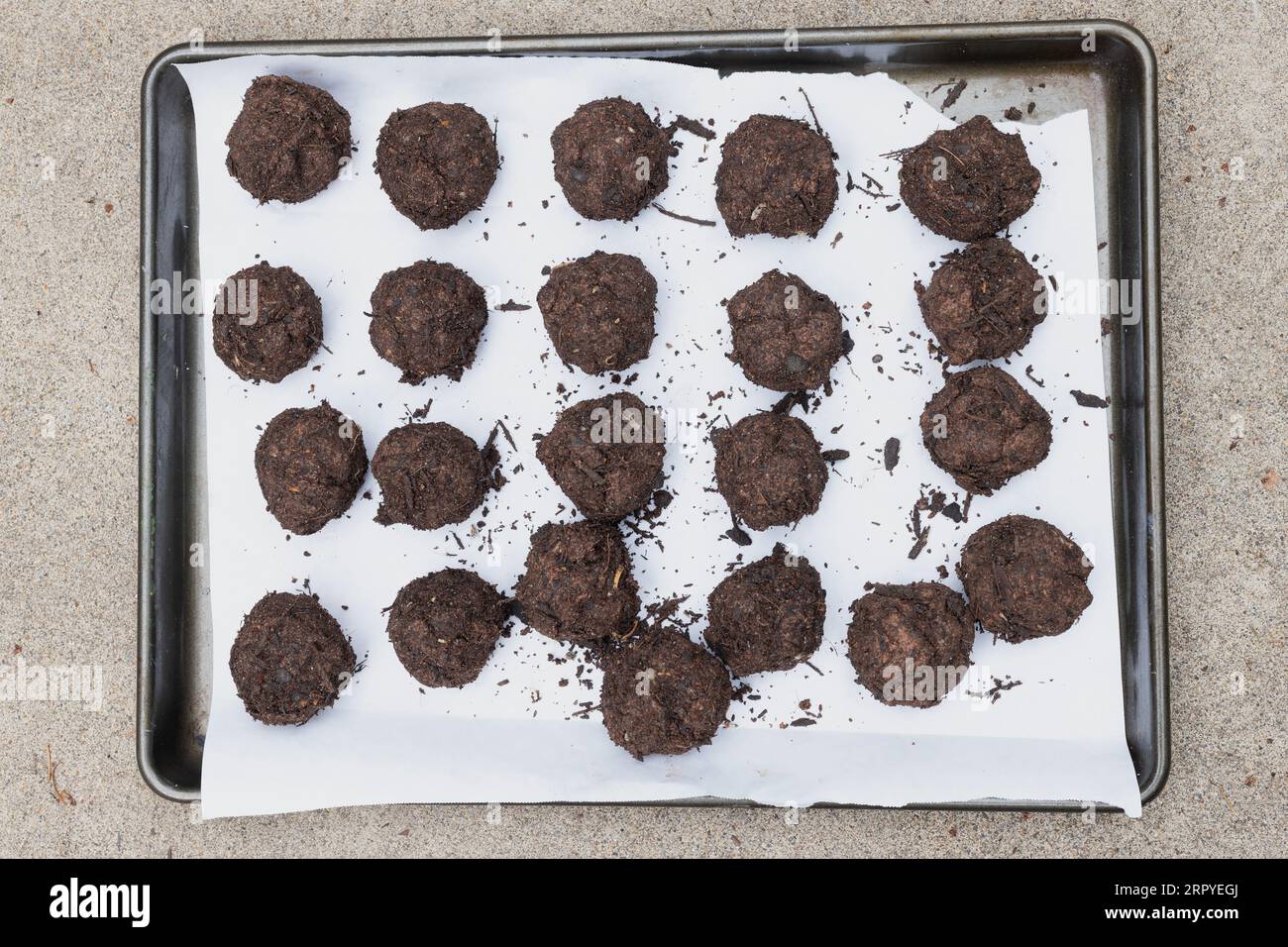 "Bombe" di fiori selvatici fatte di terreno, argilla e semi di fiori selvatici, che si asciugano su un vassoio, prima di essere sparse o piantate. Foto Stock