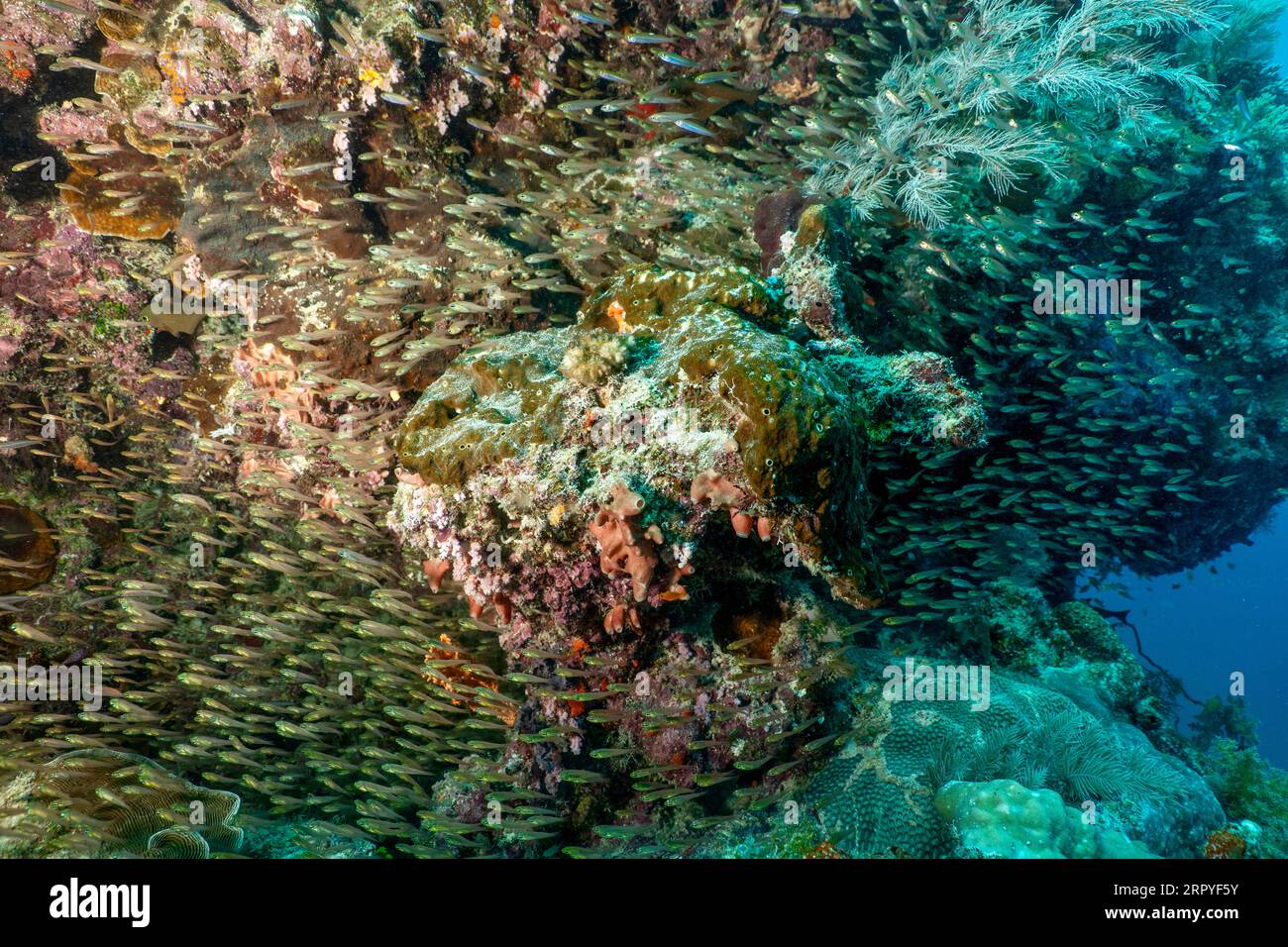 Un blocco di coralli nel Passe Bateau, Mayotte, che sorge dal fondo sabbioso e circondato da acque turchesi in una vibrante laguna tropicale. Foto Stock