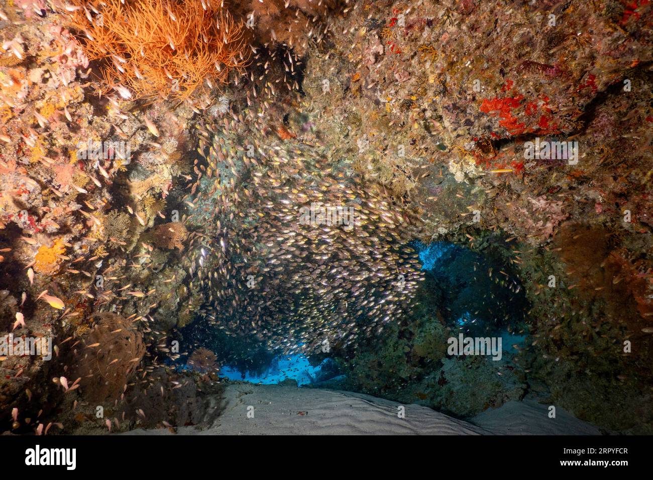 Un blocco di coralli nel Passe Bateau, Mayotte, che sorge dal fondo sabbioso e circondato da acque turchesi in una vibrante laguna tropicale. Foto Stock