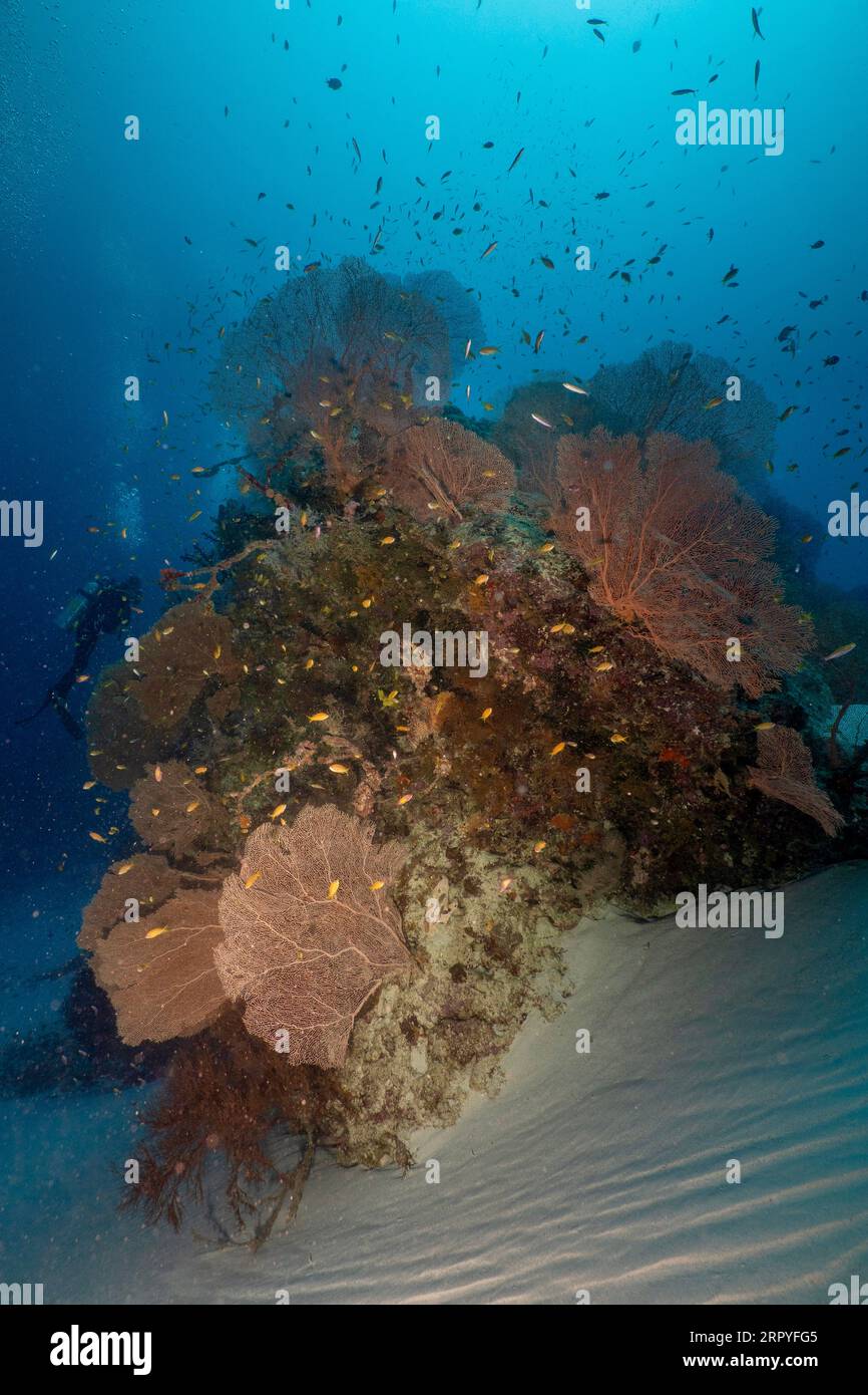 Un blocco di coralli nel Passe Bateau, Mayotte, che sorge dal fondo sabbioso e circondato da acque turchesi in una vibrante laguna tropicale. Foto Stock