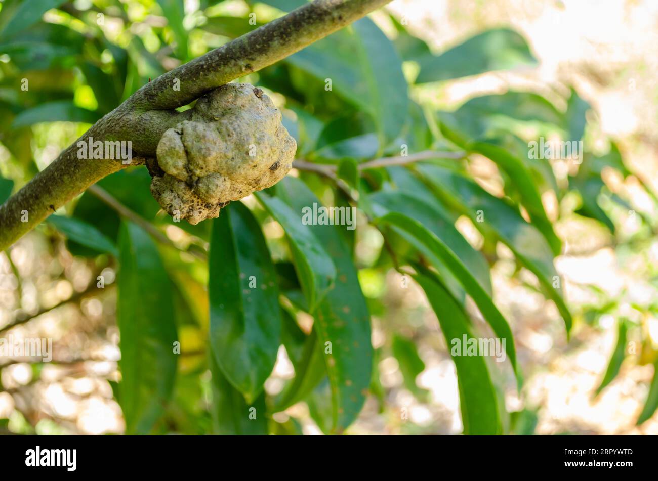 Un gruppo isolato e un soursop deformato stanno crescendo su un ramo. Foto Stock