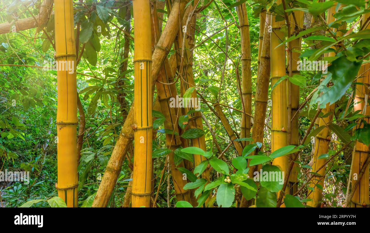 Concentrati sui grandi e spessi gambi del bambù dipinto (Bambusa vulgaris "Vittata"), un albero sempreverde coltivato e ornamentale con canne gialle dorate Foto Stock