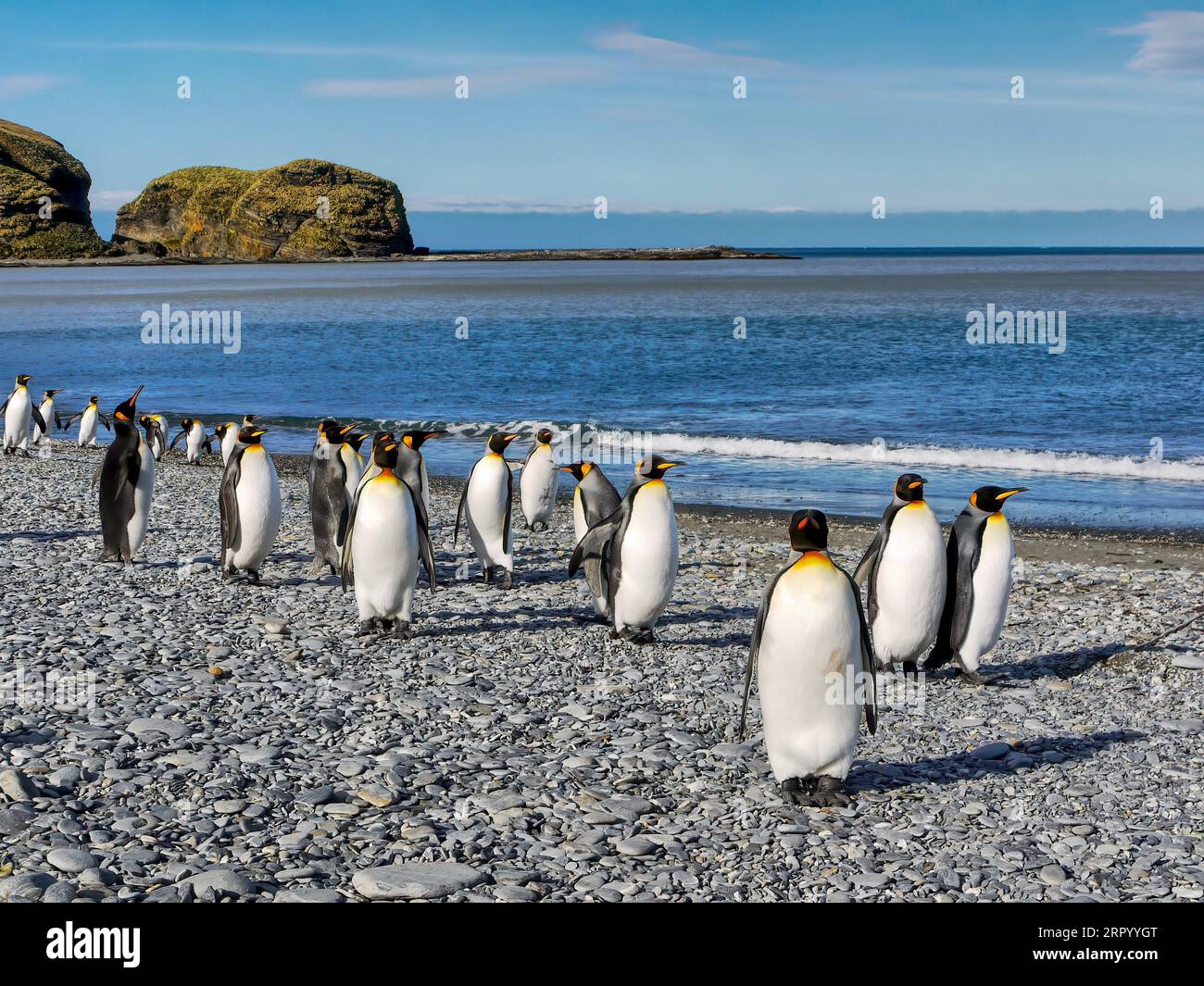 Sull'Isola della Georgia del Sud un piccolo gruppo di pinguini reali adulti (Aptenodytes patagonicus) passeggia lungo la spiaggia di ciottoli di St Andrews Bay. Foto Stock