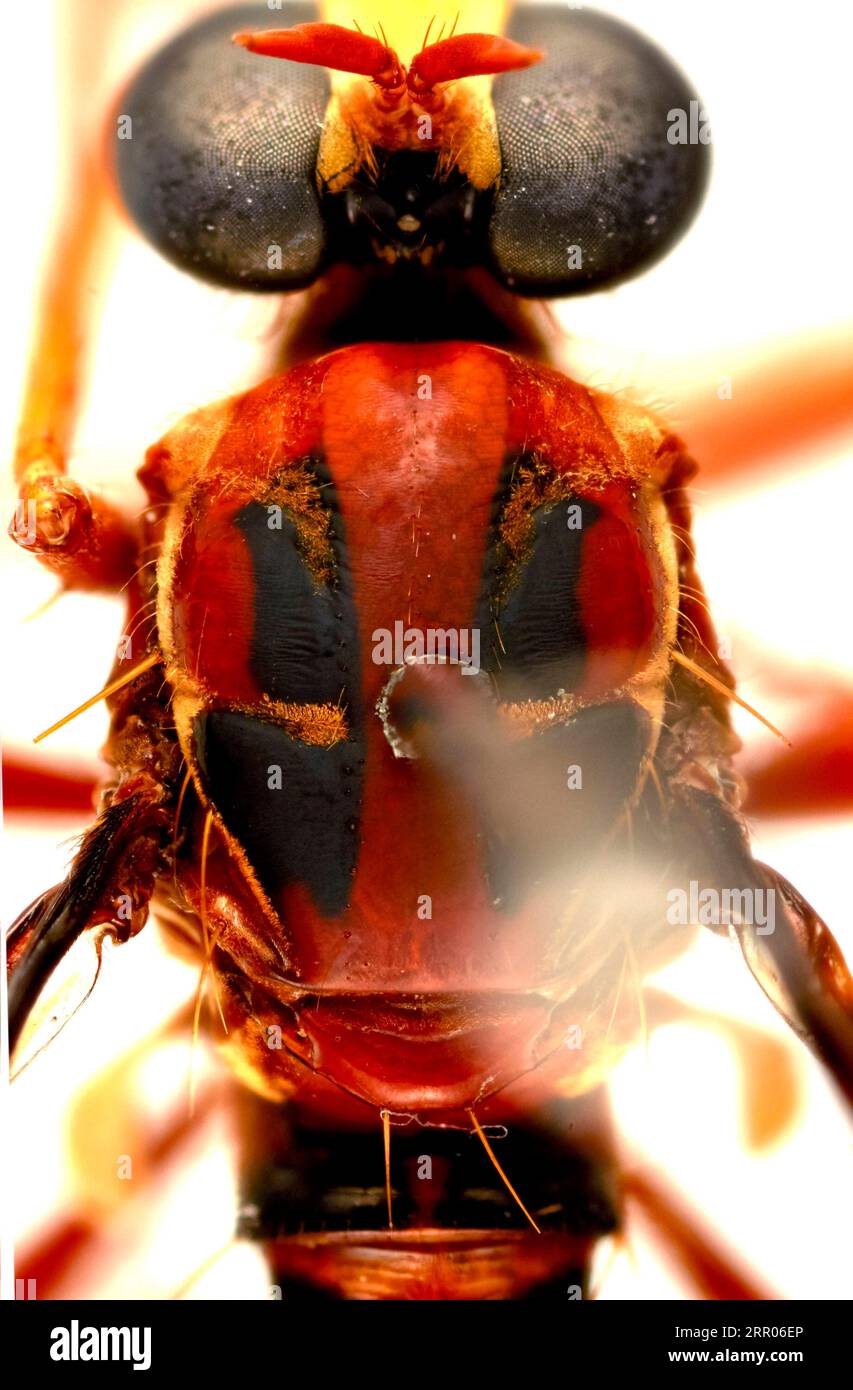 200730 -- CANBERRA, 30 luglio 2020 Xinhua -- foto fornita dalla Commonwealth Scientific and Industrial Research Organization CSIRO il 29 luglio 2020 mostra Deadpool fly con marcature che assomigliano alla maschera di Deadpool sulla schiena. I tributi ai supereroi sono tra i nomi dati a più di 150 nuove specie scoperte dall'agenzia scientifica nazionale australiana. Il CSIRO di mercoledì ha rivelato di aver scoperto e nominato 165 nuove specie nell'ultimo anno. ANDARE CON LA nuova specie australiana denominata CSIRO/Handout via Xinhua AUSTRALIA-SCIENCE-NEW SPECIES PUBLICATIONxNOTxINxCHN Foto Stock