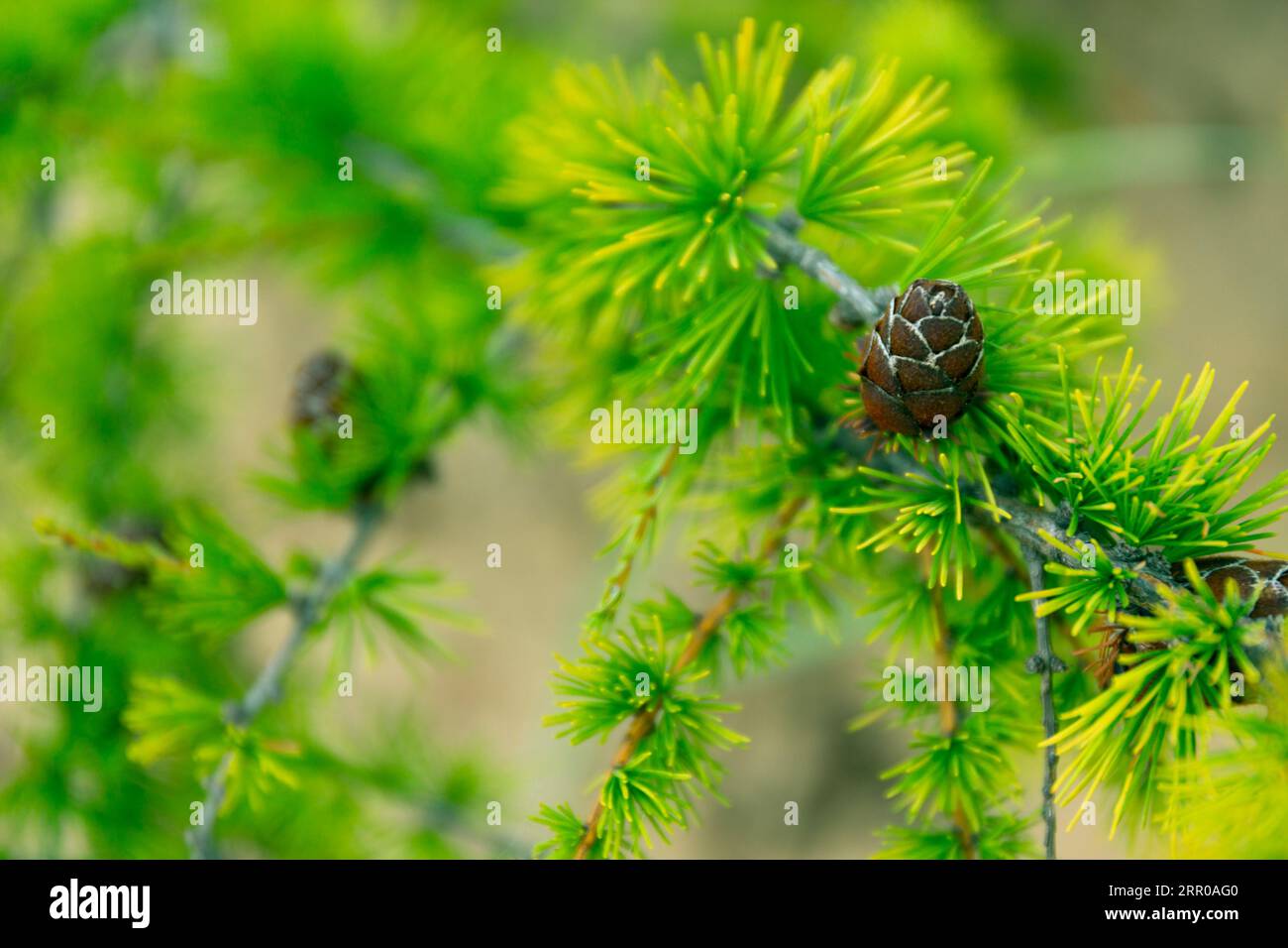 Baikal Larch Pine Cones Close Up sfondo morbido Foto Stock