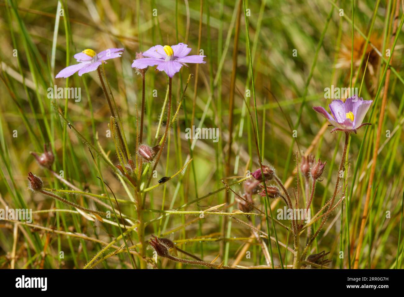 Pianta arcobaleno (Byblis filifolia) in fiore in habitat naturale, Australia Occidentale Foto Stock
