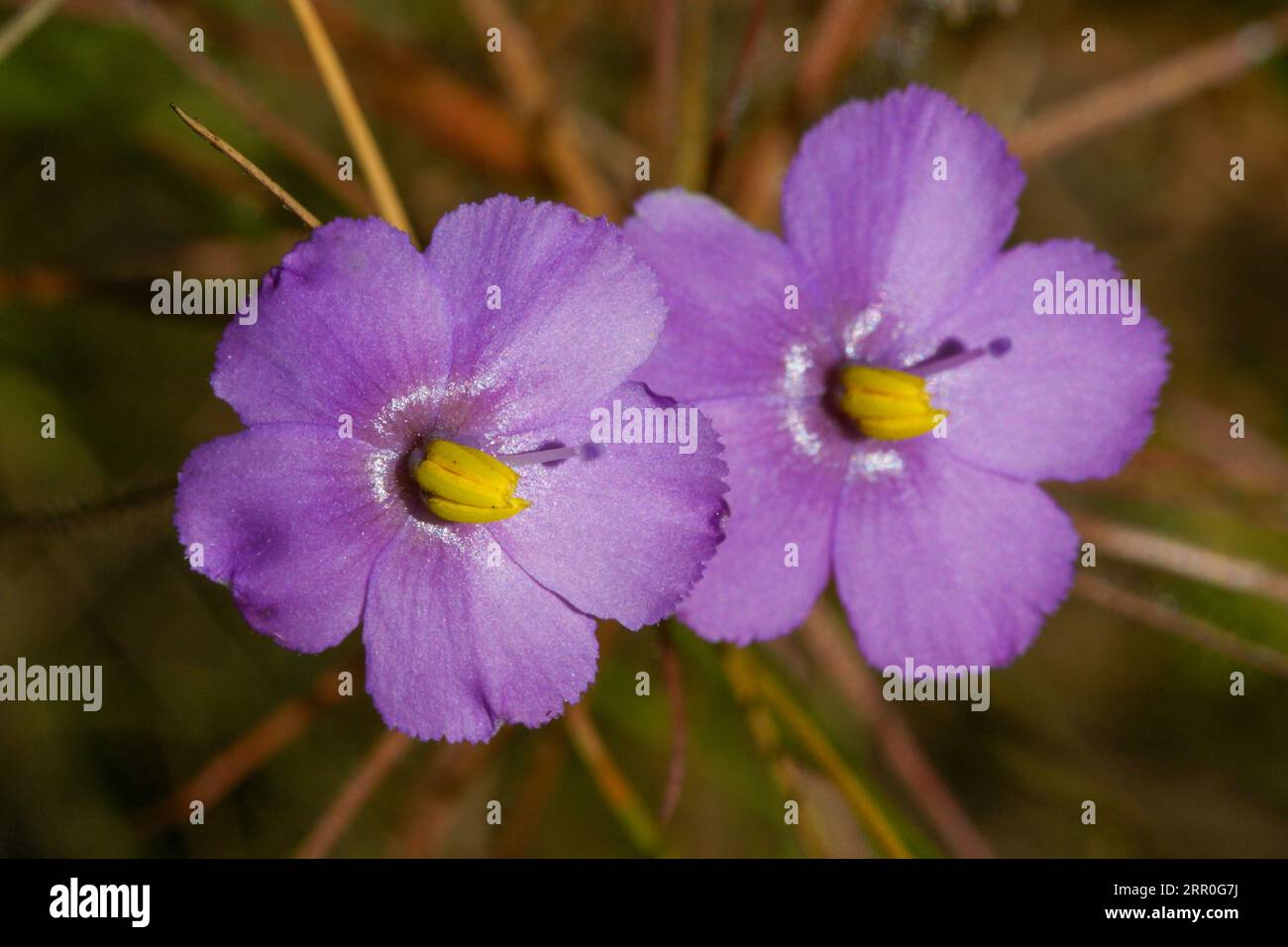 Doppio fiore di Byblis filifolia, la pianta carnivora dell'arcobaleno, Australia Occidentale Foto Stock