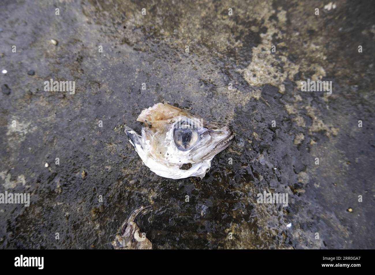 Particolare di pesce sprecato e gettato nella spazzatura, cibo rovinato Foto Stock