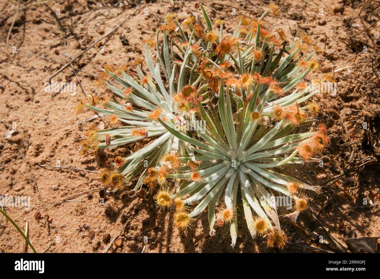 Drosera ordensis, carnivoro con punte di foglie appiccicose, che cresce nella sabbia rossa nel suo habitat naturale nel nord-ovest dell'Australia Foto Stock