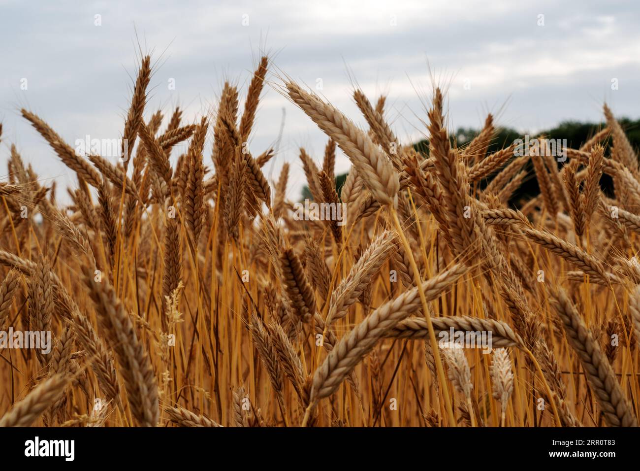 Weizenähren auf einem Feld mit Wald im Hintergrund Foto Stock
