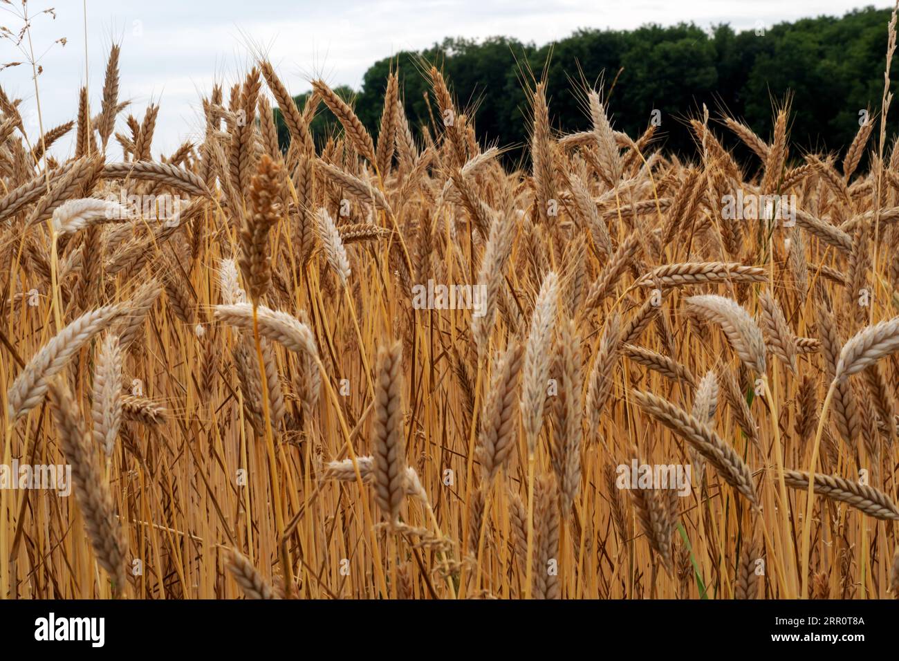 Weizenähren auf einem Feld mit Wald im Hintergrund Foto Stock