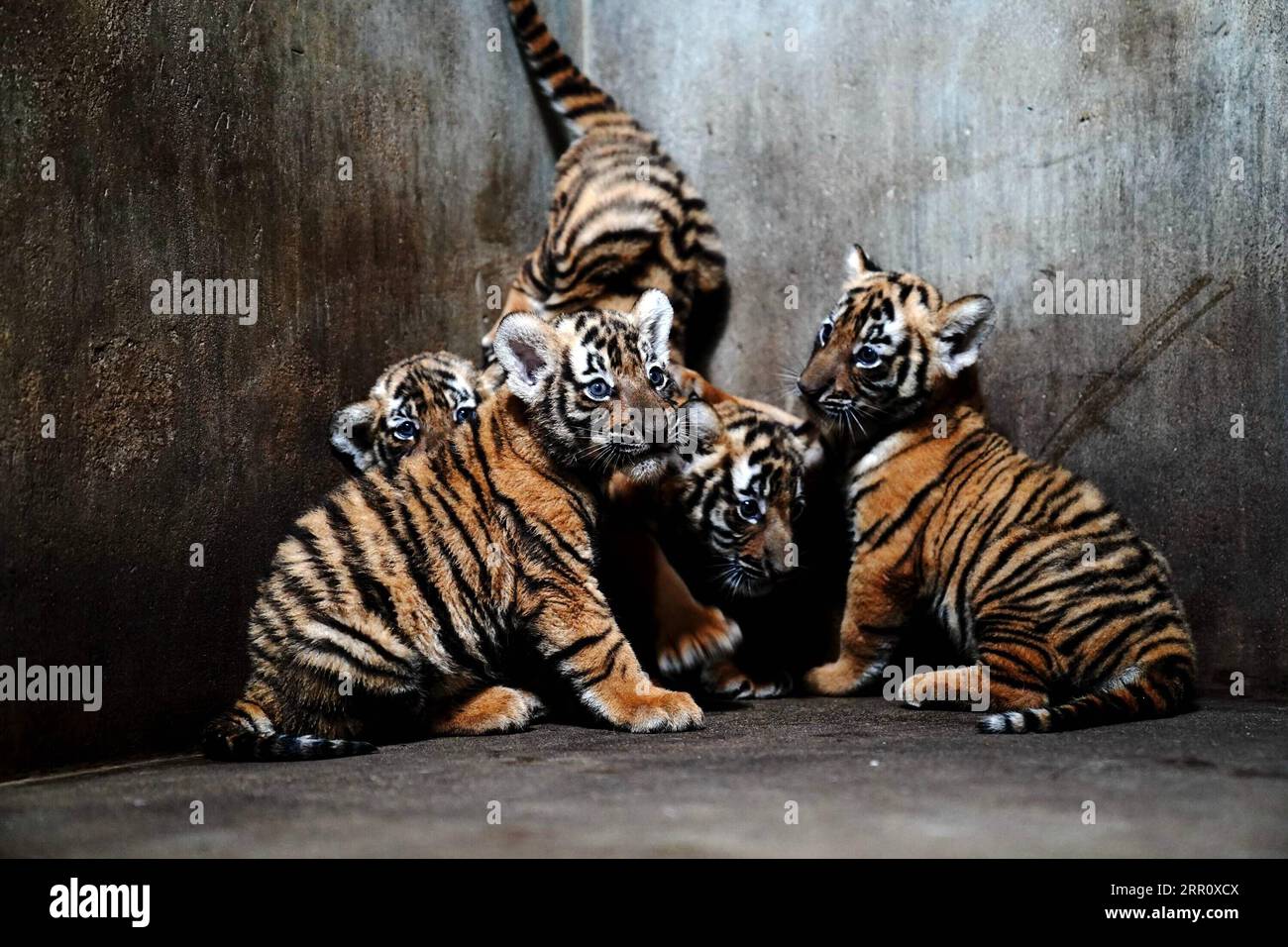 200828 -- SHANGHAI, agosto 28, 2020 -- i cuccioli di tigre della Cina meridionale sono visti allo zoo di Shanghai nella Cina orientale di Shanghai, 28 agosto 2020. Lo zoo ha lanciato una campagna di denominazione tra il pubblico per nominare le quattro cuccioli femminili di tigre che sono nati il 4 luglio 2020. CHINA-SHANGHAI-ZOO-TIGER CUBS CN ZHANGXJIANSONG PUBLICATIONXNOTXINXCHN Foto Stock