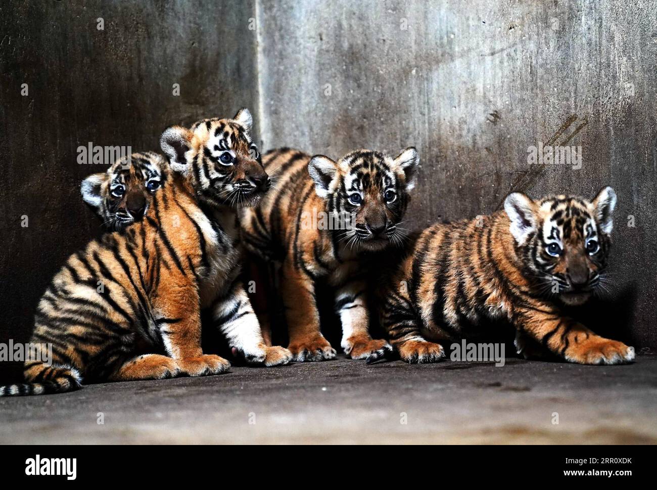 200828 -- SHANGHAI, agosto 28, 2020 -- i cuccioli di tigre della Cina meridionale sono visti allo zoo di Shanghai nella Cina orientale di Shanghai, 28 agosto 2020. Lo zoo ha lanciato una campagna di denominazione tra il pubblico per nominare le quattro cuccioli femminili di tigre che sono nati il 4 luglio 2020. CHINA-SHANGHAI-ZOO-TIGER CUBS CN ZHANGXJIANSONG PUBLICATIONXNOTXINXCHN Foto Stock