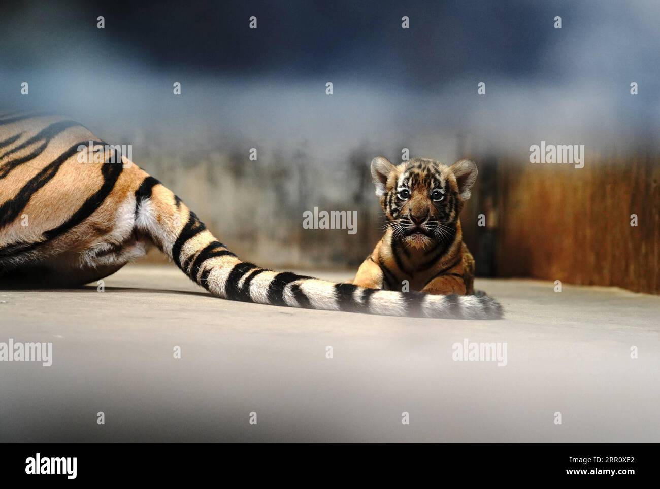 200828 -- SHANGHAI, 28 agosto 2020 -- Un cucciolo di tigre della Cina meridionale è stato visto allo zoo di Shanghai nella Shanghai orientale della Cina, 28 agosto 2020. Lo zoo ha lanciato una campagna di denominazione tra il pubblico per nominare le quattro cuccioli femminili di tigre che sono nati il 4 luglio 2020. CHINA-SHANGHAI-ZOO-TIGER CUBS CN ZHANGXJIANSONG PUBLICATIONXNOTXINXCHN Foto Stock