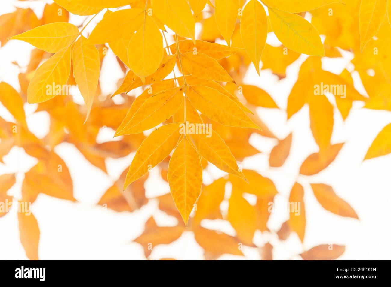 primo piano delle foglie di frassino gialle in autunno Foto Stock