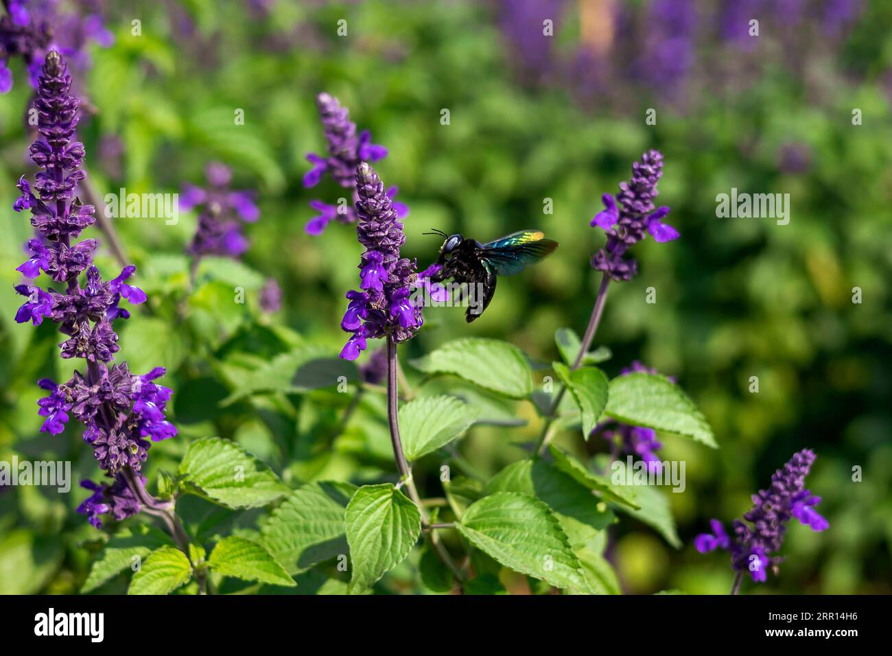 Bumble bee che raccoglie il polline in un campo di lavanda Foto Stock