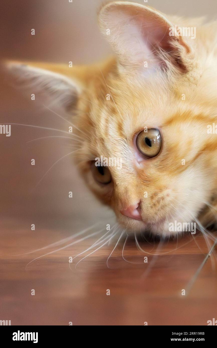 Ritratto Chead di ginger Cat che guarda qualcosa al chiuso, spazio per copiare, Foto Stock