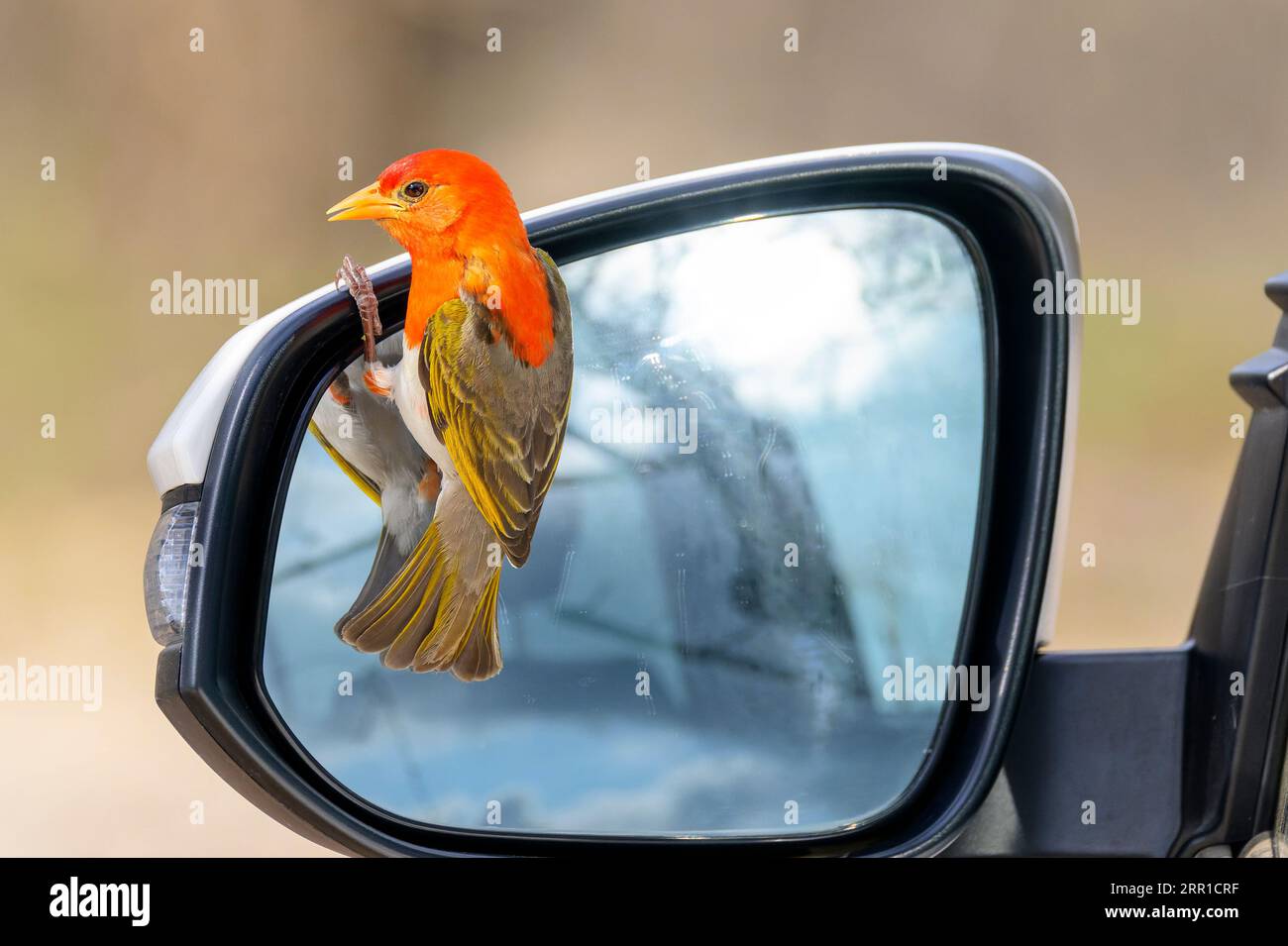 tessitore dalla testa rossa (Anaplectes melanotis) che guarda nello specchio d'auto, Kruger National Park, Limpopo, Sudafrica. Foto Stock