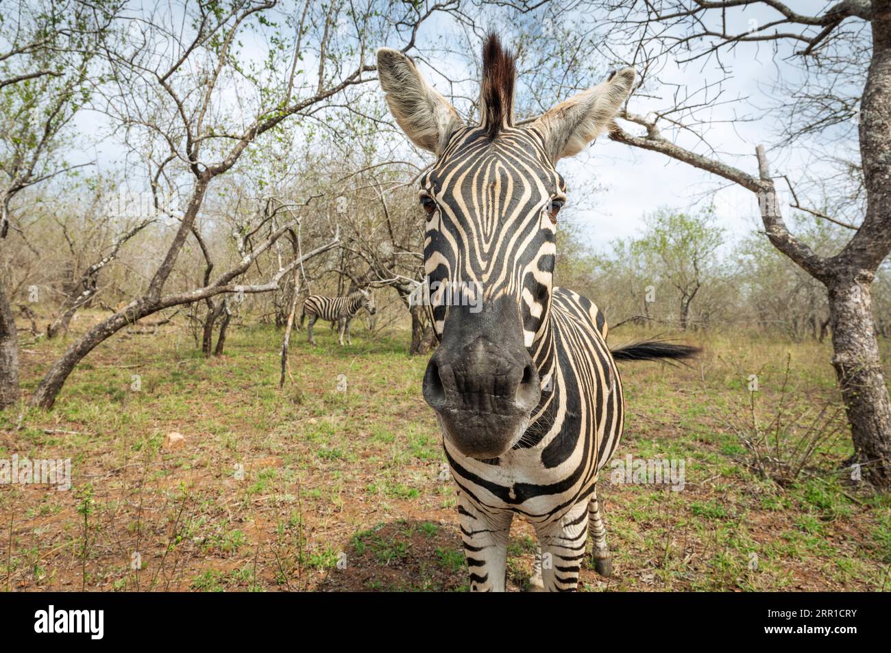 Plains Zebra (Equus quagga) in piedi al ritratto ravvicinato della savanna, Kruger National Park, Mpumalanga, Sudafrica. Foto Stock
