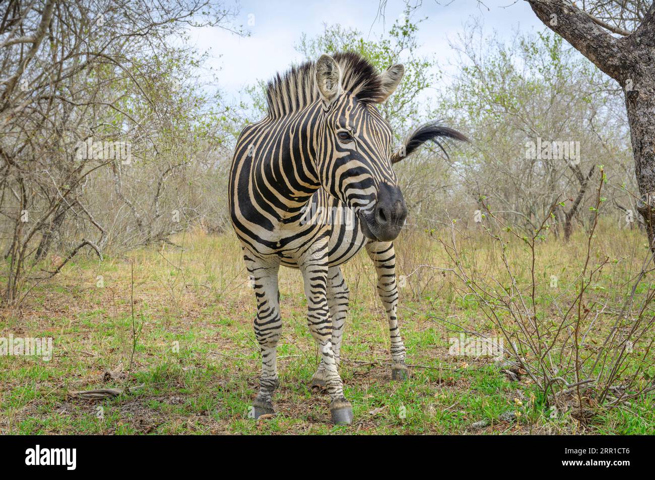 Plains Zebra (Equus quagga) in piedi a savanna da vicino, Kruger National Park, Mpumalanga, Sudafrica. Foto Stock