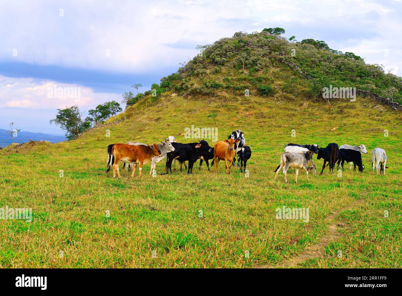 Mucche che pascolano in un pascolo, Serra da Canastra, stato del Minas Gerais, Brasile Foto Stock