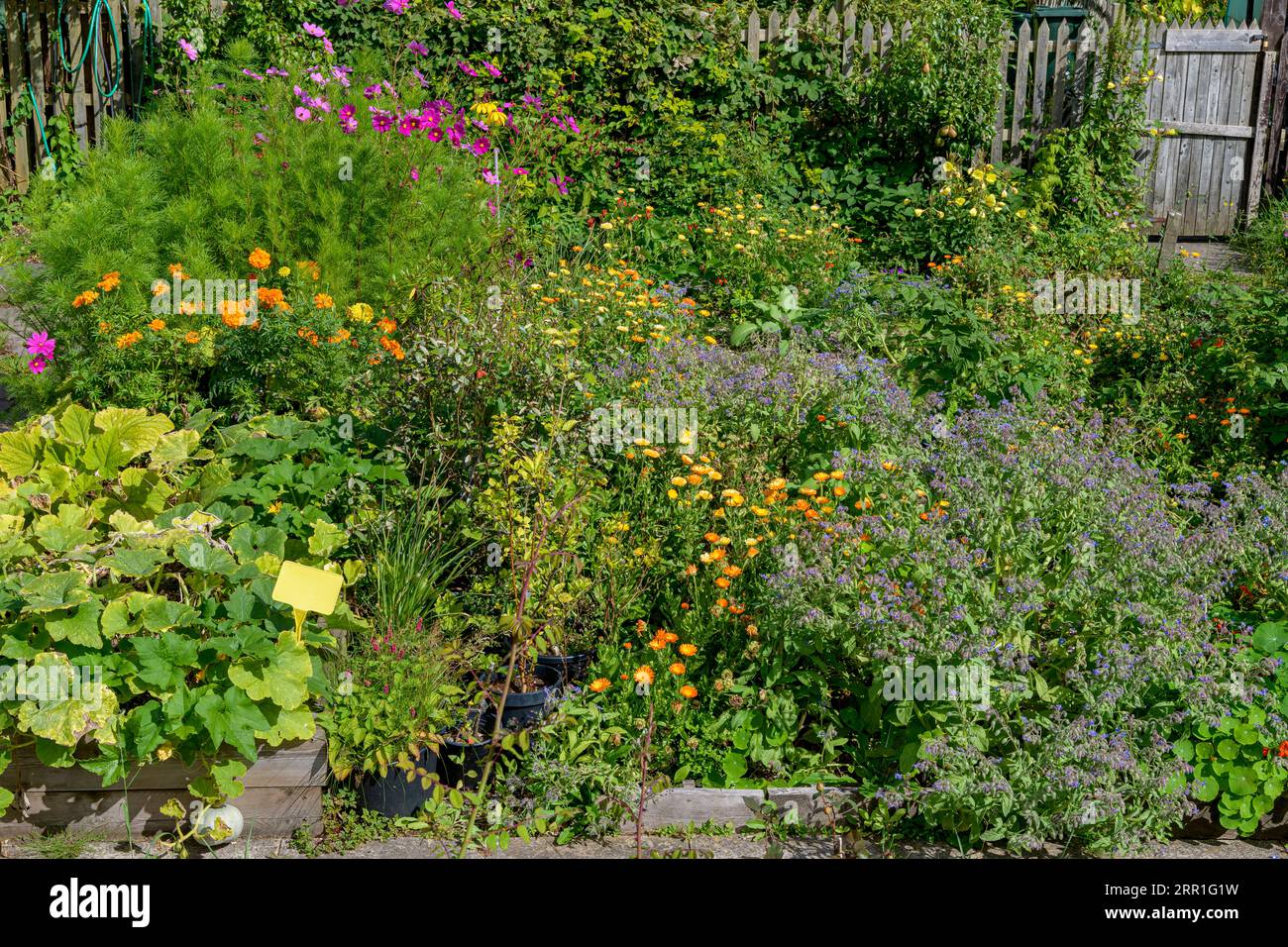 Saltaire allotments, per coloro che vivono nel villaggio di Saltaire, costruito da Tito Salt. Il suo enorme stabilimento Salts Mill costruito nel 1852 è sullo sfondo. Foto Stock