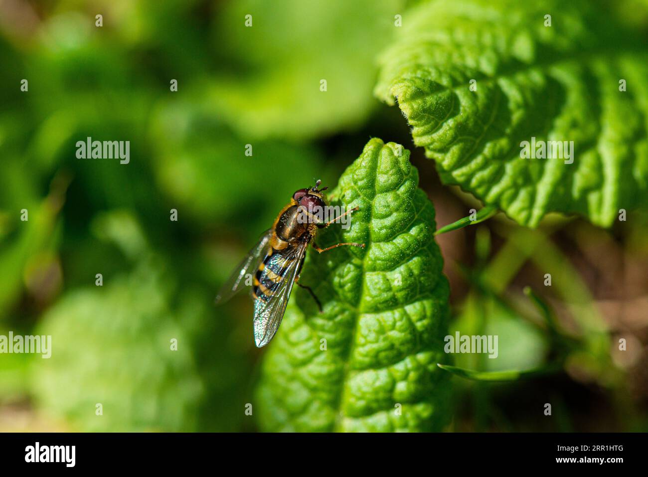 Un hoverfly su una foglia Foto Stock