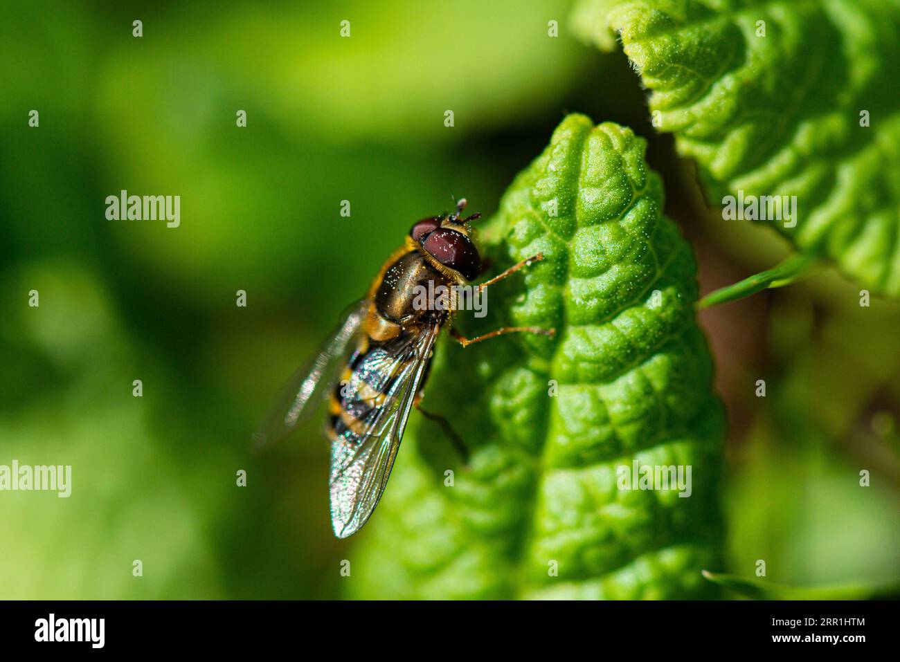 Un hoverfly su una foglia Foto Stock