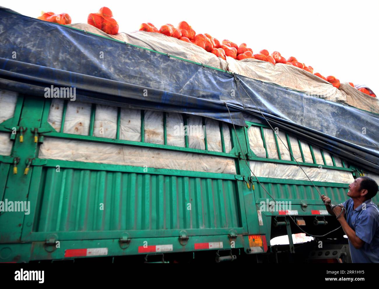 200918 -- FUJIAN, 18 settembre 2020 -- Un operaio carica un camion con i pomeli fuori da una fabbrica di lavorazione nella contea di Pinghe, nella provincia del Fujian della Cina sud-orientale, 17 settembre 2020. Situata a sud-ovest della provincia di Fujian, Pinghe è famosa per la coltivazione di pomeli con un'area di impianto di circa 700.000 mu circa 46.667 ettari. Oggi, il valore della produzione delle industrie legate al pomelo ha superato i dieci miliardi di yuan circa 1,48 miliardi di dollari americani, mentre il rendimento annuale dei pomeli qui ha raggiunto i 1,3 milioni di tonnellate. Aumento del reddito disponibile pro capite da 2.141 yuan circa 316 dollari USA nel 1996 Foto Stock