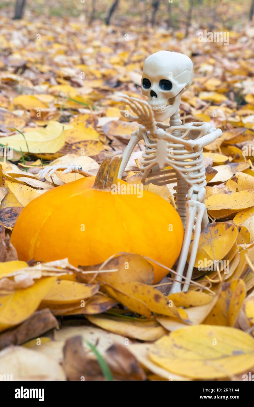 Uno scheletro con in mano una zucca, una zucca, un pattison per Halloween su uno sfondo di foglie autunnali gialle cadute, una cornice verticale. Vacanze autunnali. tha Foto Stock