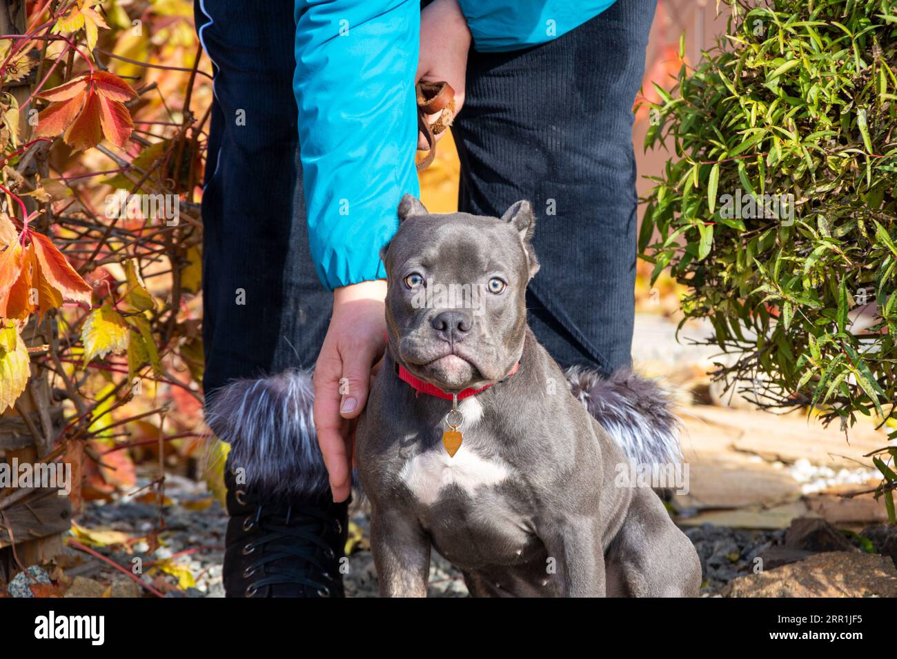 Ritratto di un cucciolo bullo americano seduto accanto al proprietario, allevatore, gestore. Passeggiata autunnale con un cane per strada. Addestramento all'obbedienza del cane. Foto Stock