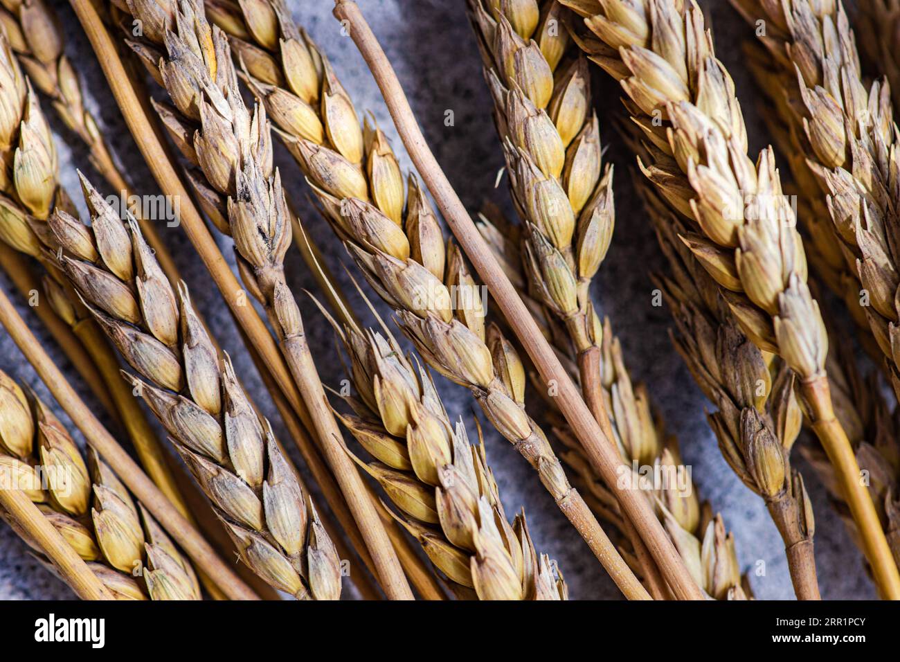 Vista dall'alto dell'impostazione del tavolo estivo con il grano contro il tavolo grigio Foto Stock