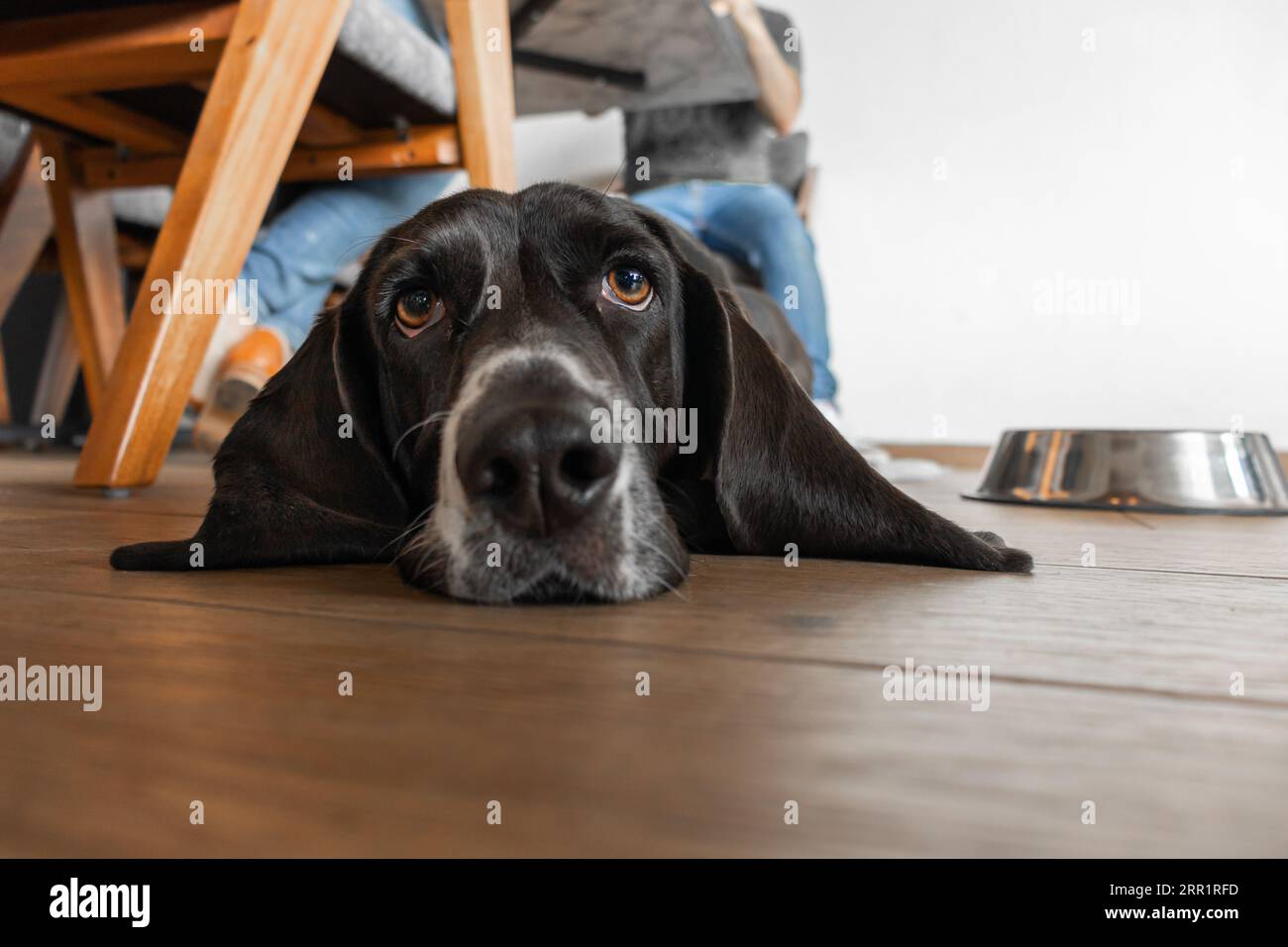 Cane nero di razza pura con museruola sul pavimento che guarda la macchina fotografica mentre ti rilassi sul pavimento di legno nel ristorante che accetta animali domestici vicino a persone anonime sedute su di esso Foto Stock