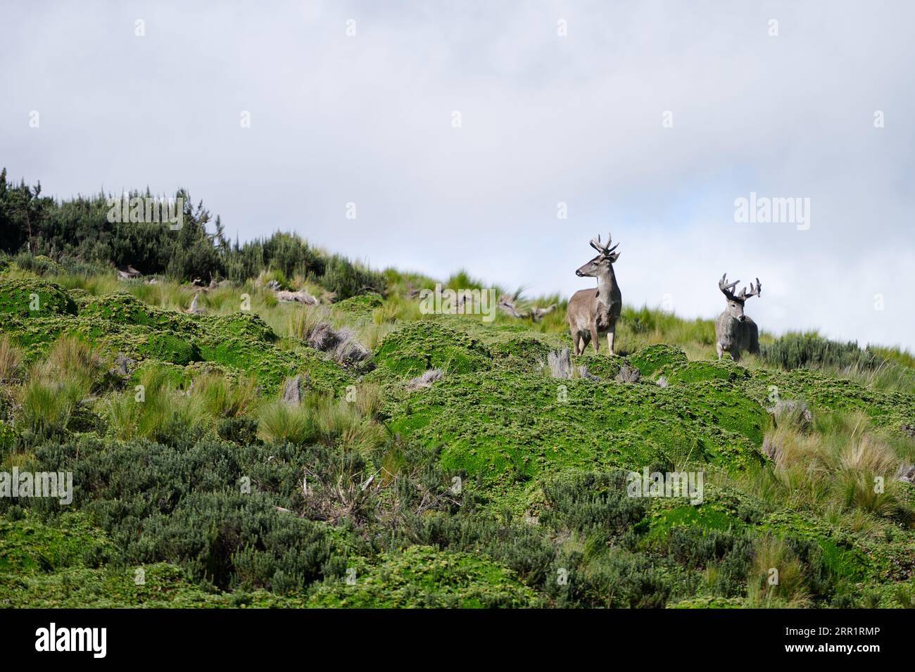 Dal basso cervi selvaggi con pelliccia grigia in piedi sul lussureggiante muschio verde nella riserva ecologica dell'Ecuador nelle giornate di sole Foto Stock