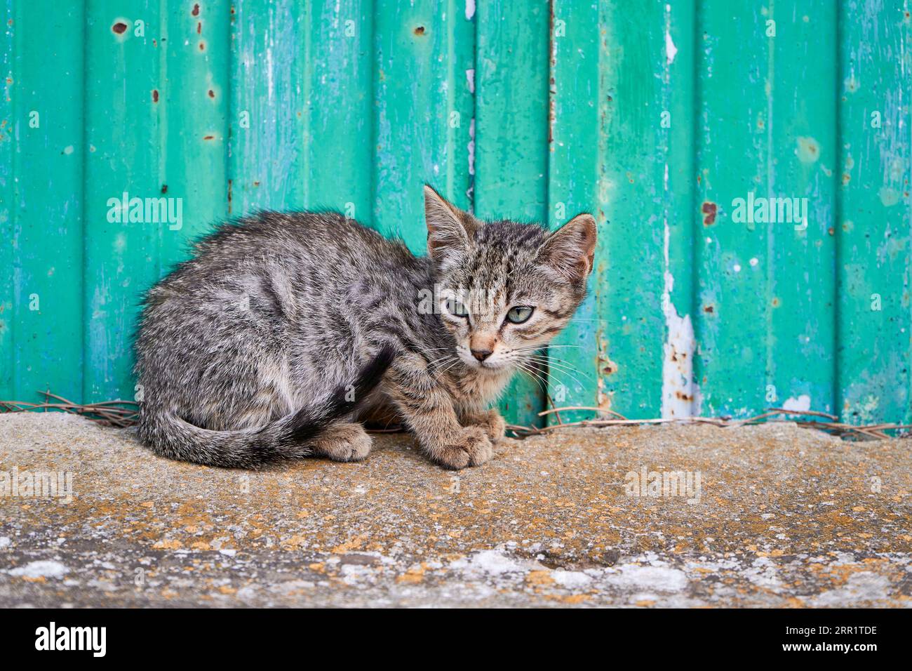 Gattino grigio e bianco che guarda lontano mentre si stende sul pavimento vicino alla parete blu alla luce del giorno Foto Stock