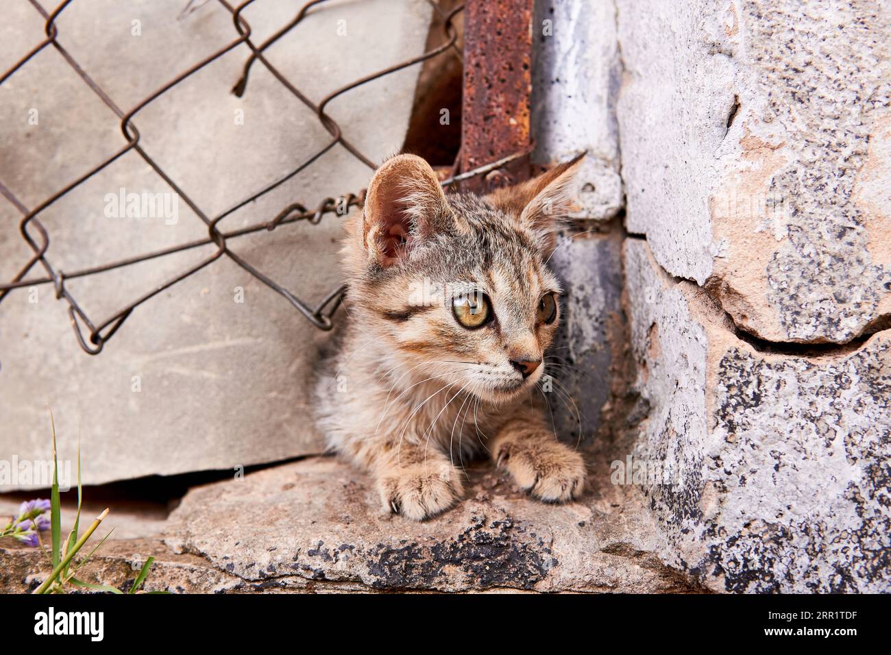 Gattino bianco e marrone che guarda lontano mentre si trova sul pavimento sotto una rete metallica vicino alle pareti durante il giorno Foto Stock