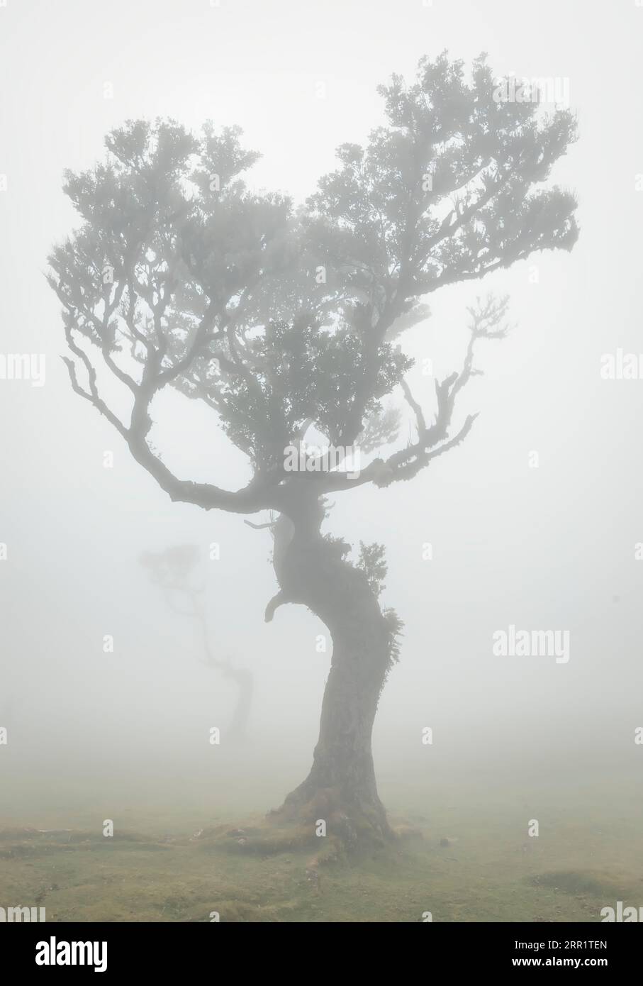 Incredibile vista della foresta di Fanal visibile albero verde solitario circondato da una fitta nebbia durante la mattina sul paesaggio erboso dell'isola di Madeira, agai portoghese Foto Stock