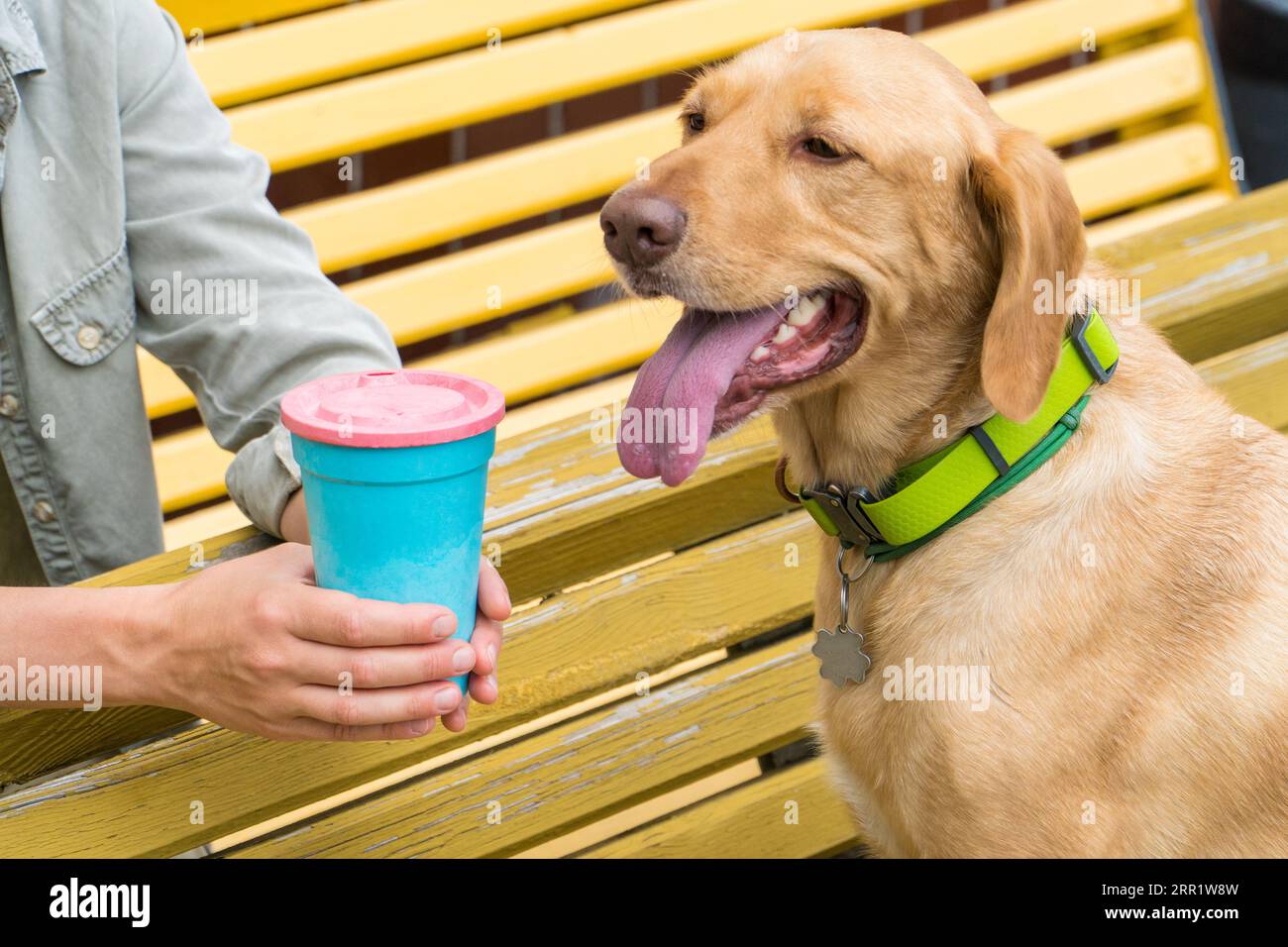 Simpatico labrador seduto vicino al partente di hs PET presso la tazza blu con una copertina rosa. Concetto di alimentazione degli animali domestici Foto Stock