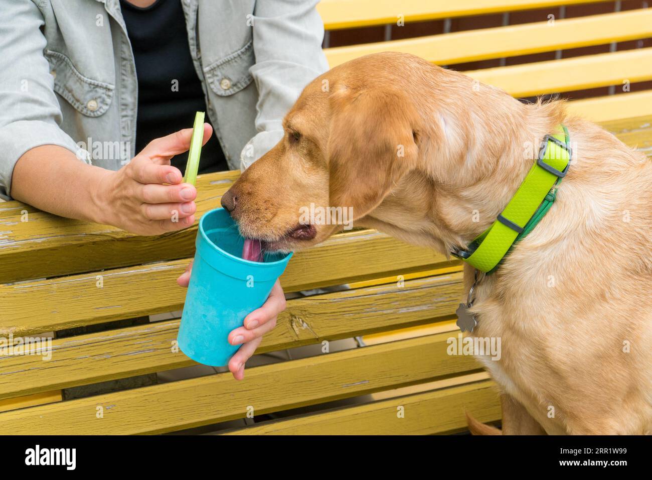 Simpatico labrador che lecca una tazza vuota blu oferito da un genitore domestico. Concetto di alimentazione degli animali domestici Foto Stock
