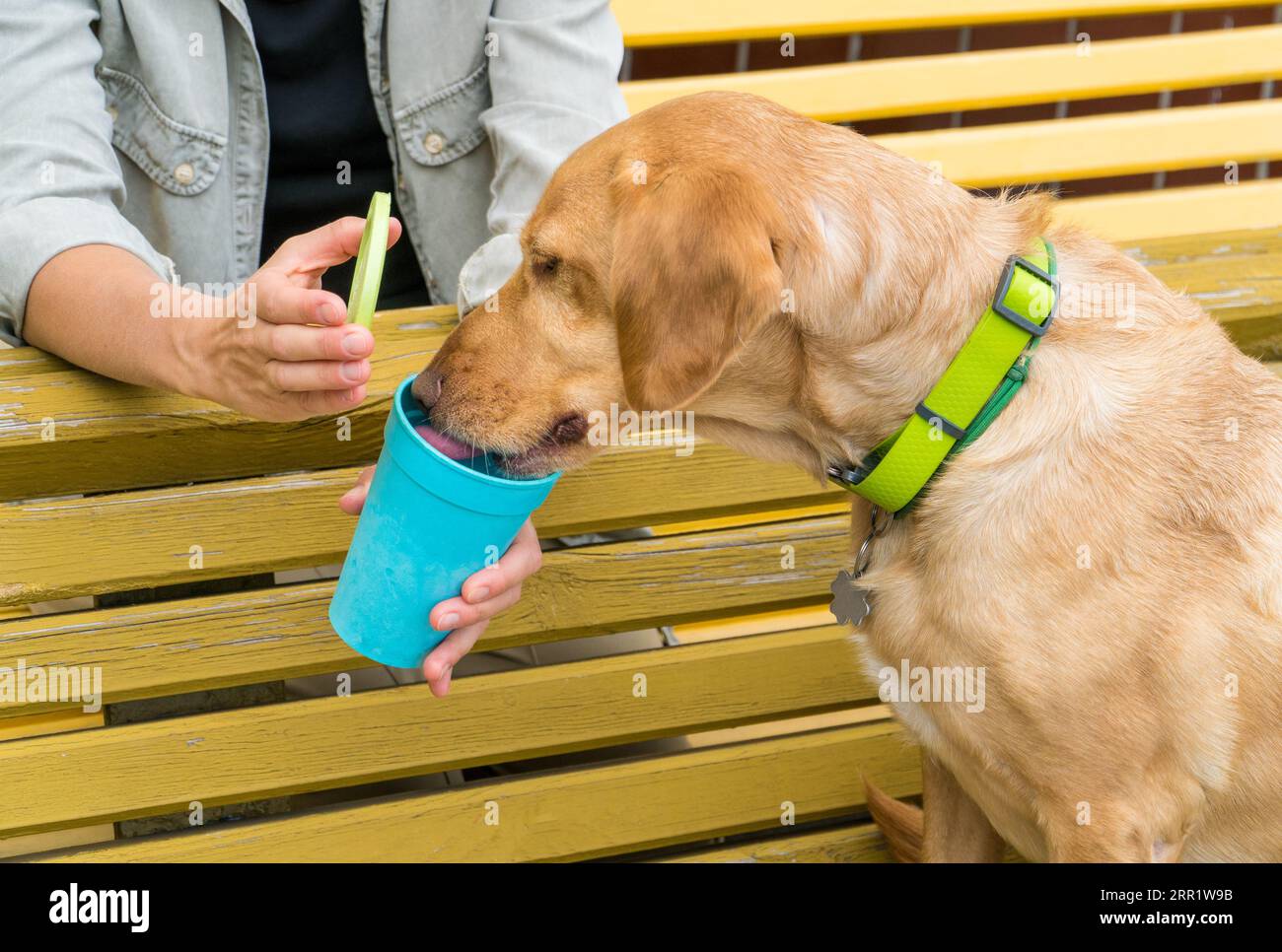 Simpatico labrador che lecca una tazza vuota blu oferito da un genitore domestico. Concetto di alimentazione degli animali domestici Foto Stock