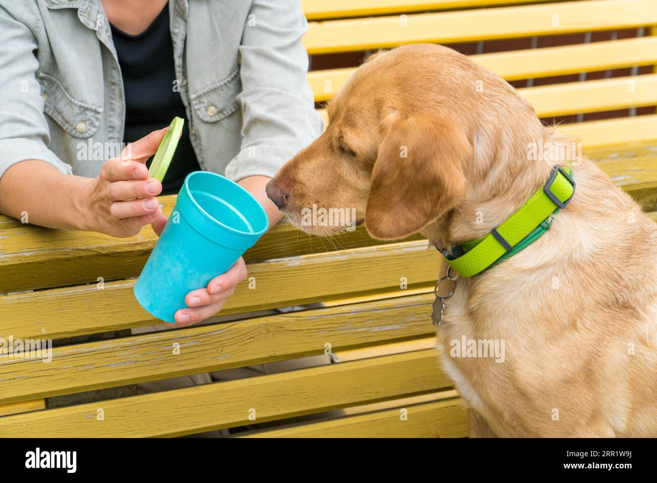 Simpatico labrador che guarda in una tazza blu vuota offerta dai genitori. Concetto di alimentazione degli animali domestici Foto Stock
